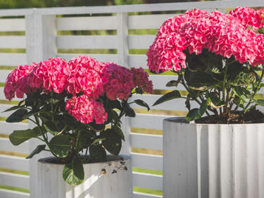 Bilde av potteplanter med rosa blomster i