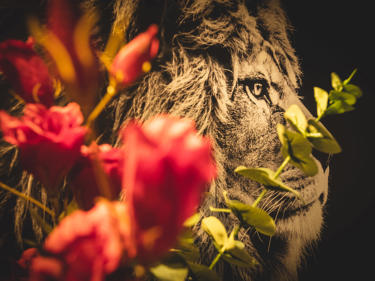 Nærbilde av fotografi av en løve og blomster