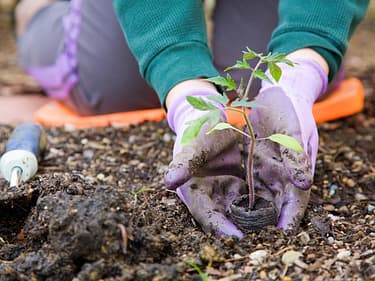 Nærbilde av en som planter