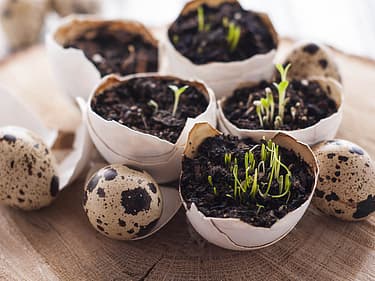 Bilde av frø som gror i eggeskall