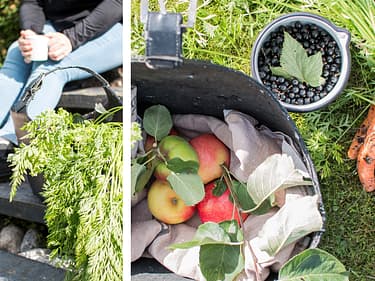 Bilde av grønnsaker og frukter fra egen hage