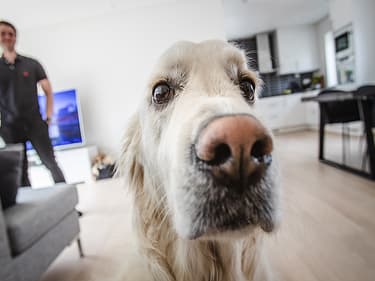 Nærbilde av familiehunden