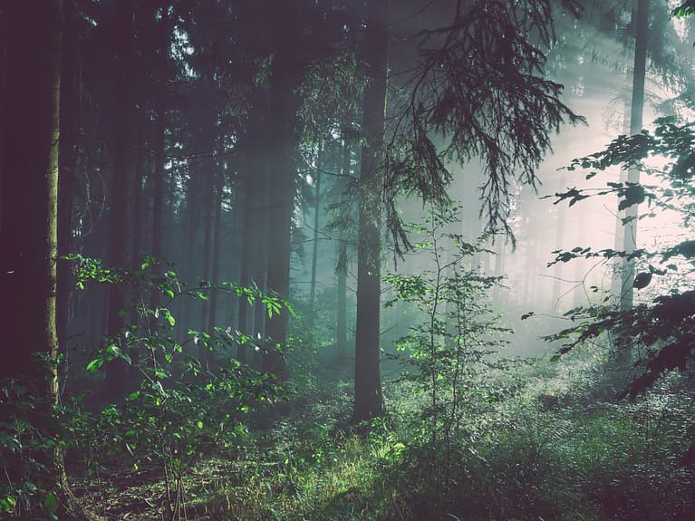 Bilde av skog i morgensol