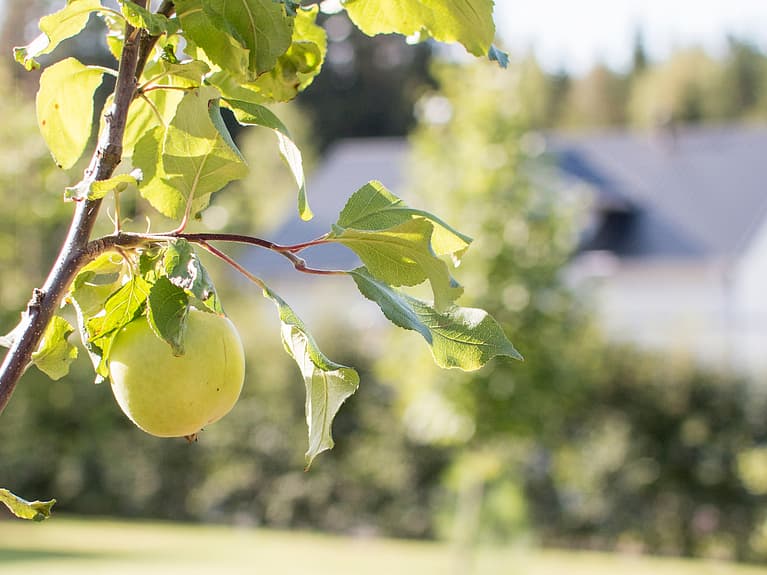 Nærbilde av epletre
